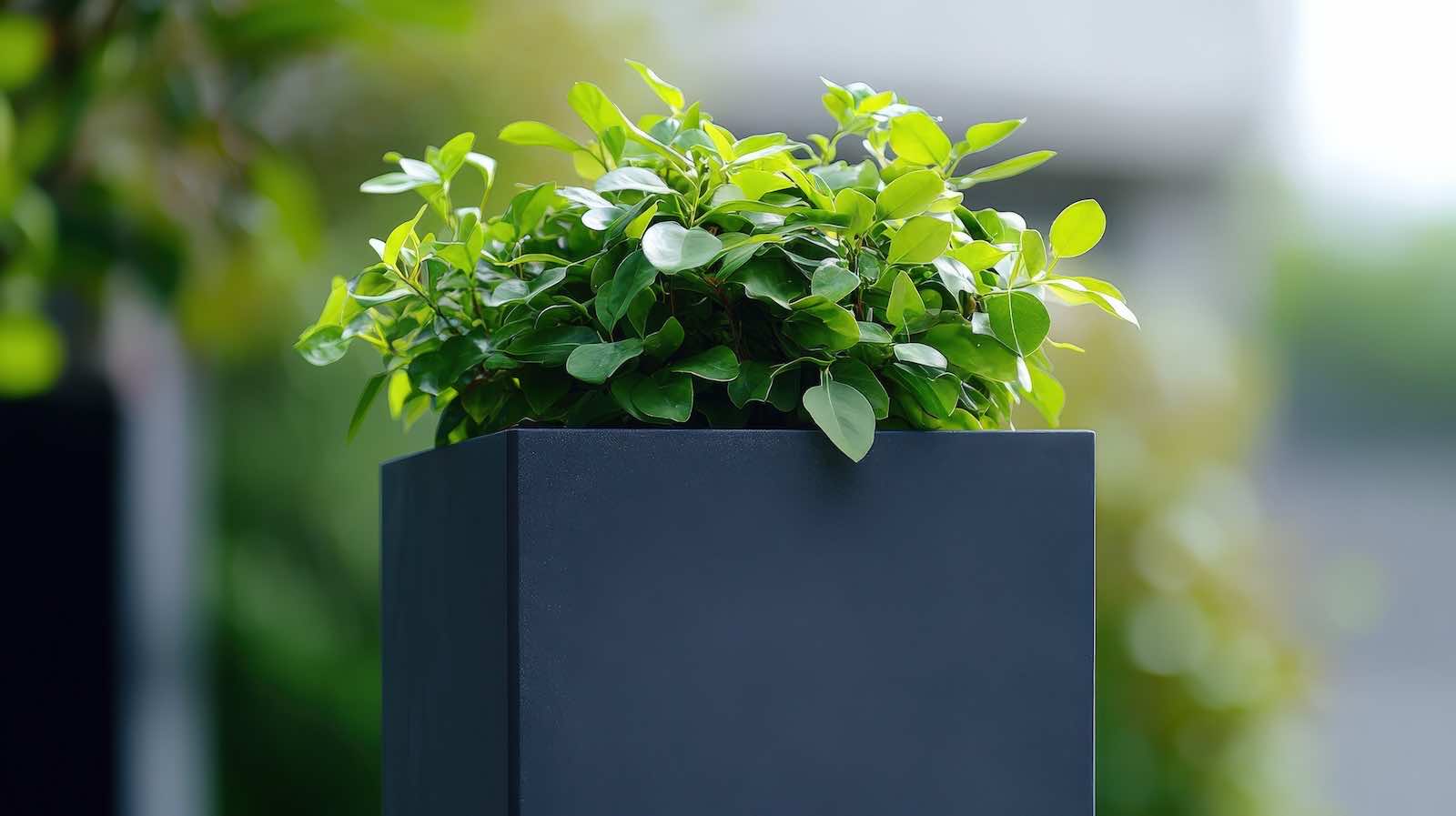 Blumenkasten von amei